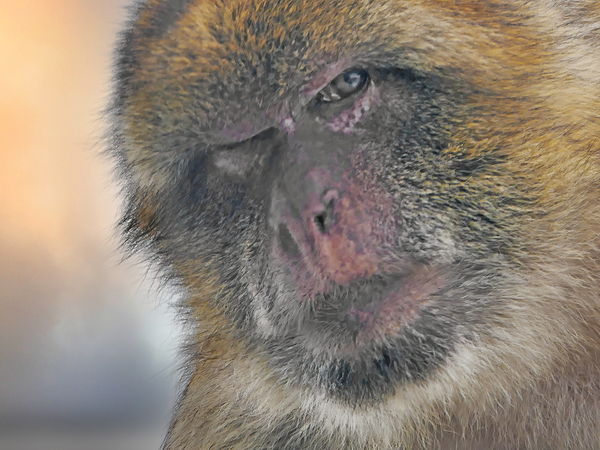 Barbary Macaques monkey by Jim Radford