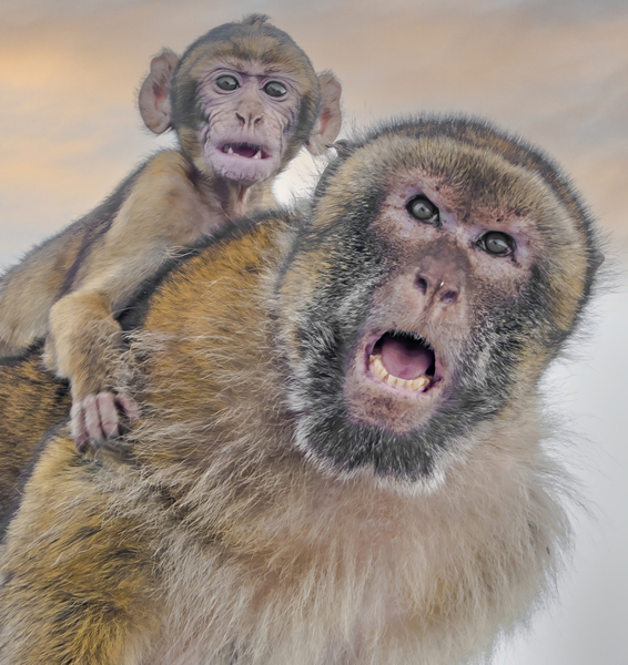  Barbary Macaques Monkey Téléchargement Numérique