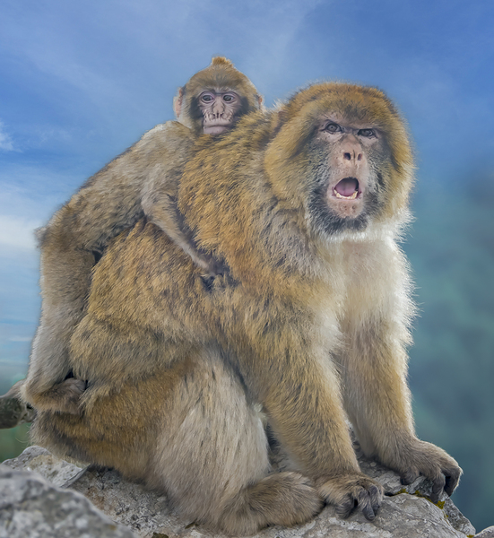 Barbary Macaques monkey by Jim Radford