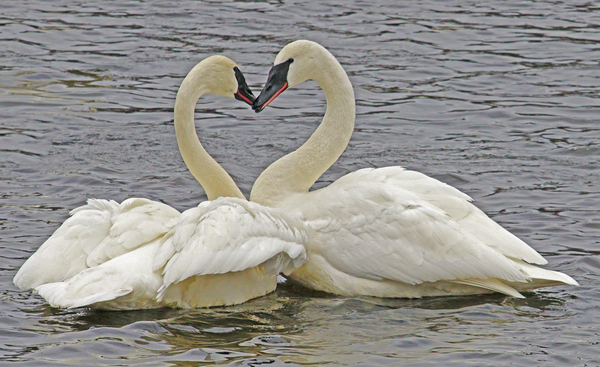 Trumpeter Swans by Jim Radford