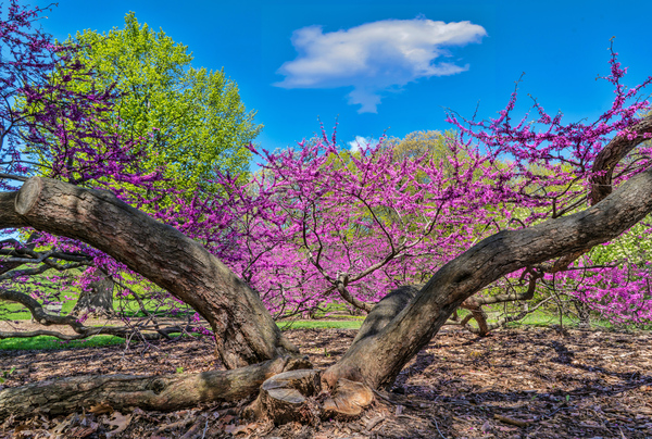 Eastern Redbud Digital Download