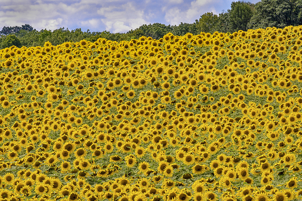 Flower fields by Jim Radford