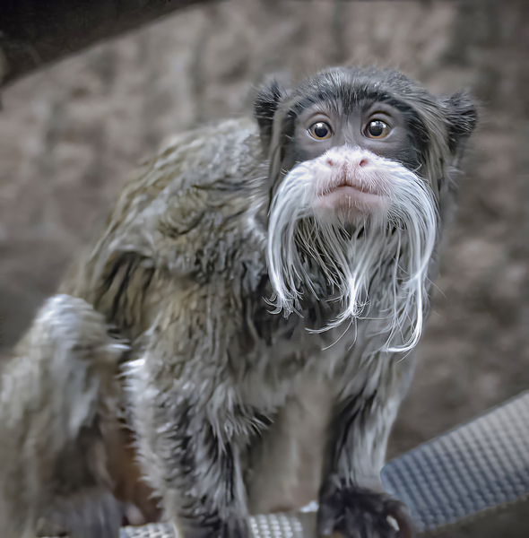 Spider monkey by Jim Radford