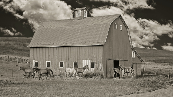 Washington horse barn Digital Download