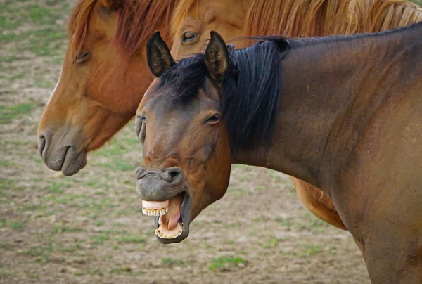 Washington horses by Jim Radford