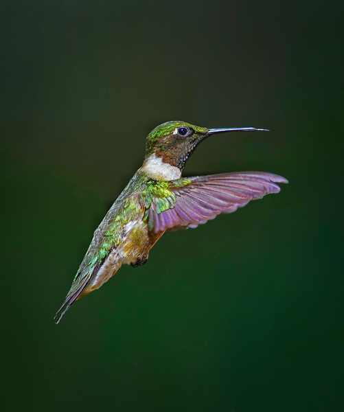 Ruby-throated hummingbird by Jim Radford