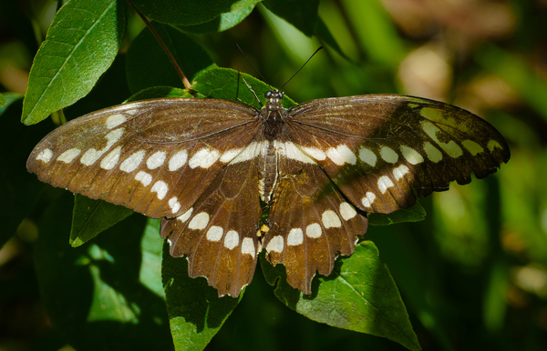 Giant Swallowtail by Jim Radford