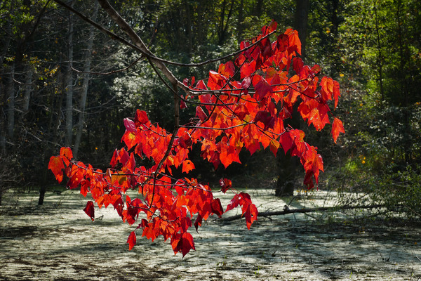   Fall Color in Lutsen by Jim Radford