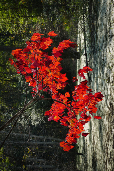   Fall Color in Lutsen by Jim Radford