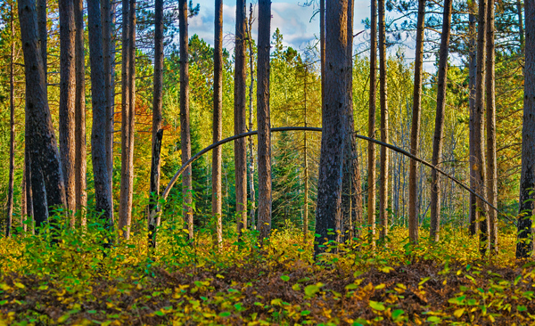 Bent tree in the forest  by Jim Radford