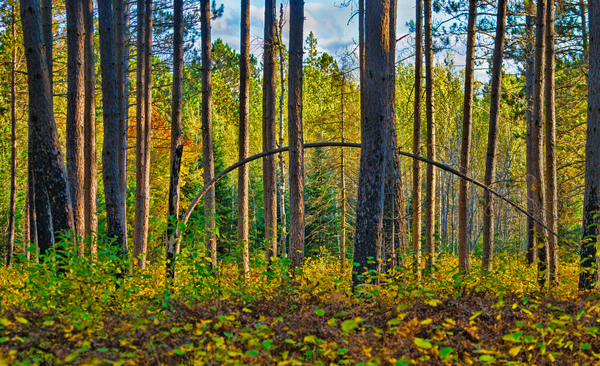 Bent tree in the forest  by Jim Radford