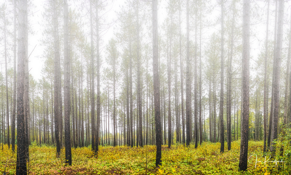 Morning mist near Lutsen by Jim Radford