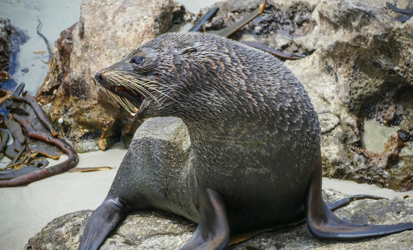 New Zealand fur seals by Jim Radford