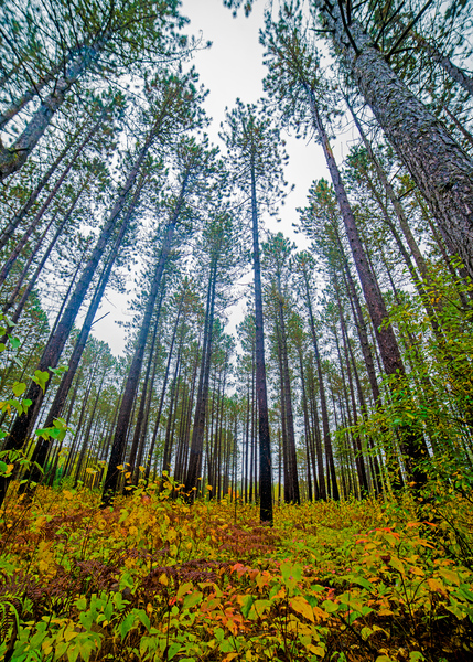 Sky high pines by Jim Radford