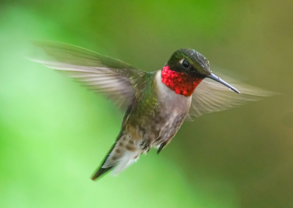 Male Ruby Hummer by Jim Radford