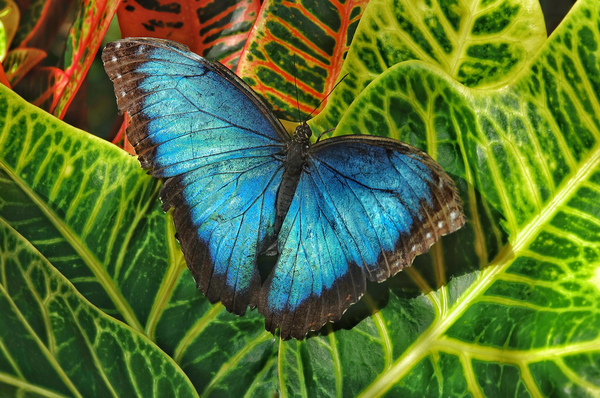 Common blue morpho by Jim Radford