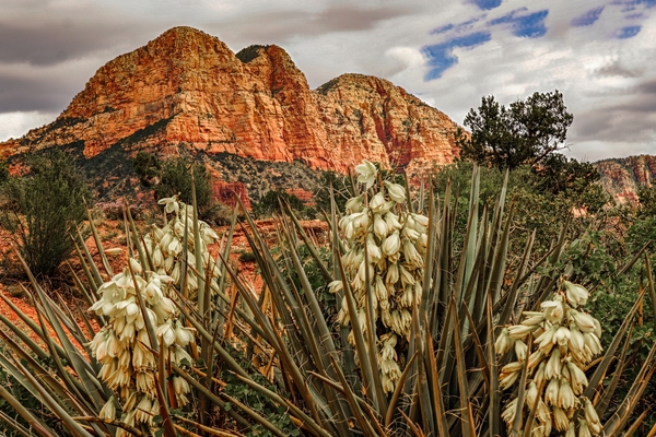 Flowers in Sedona by Jim Radford