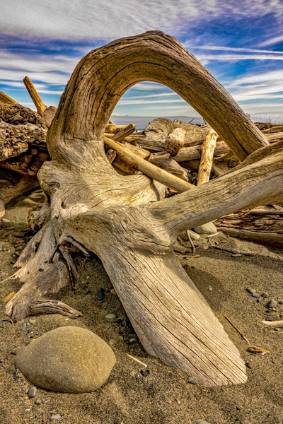 Drift wood in Washington Digital Download