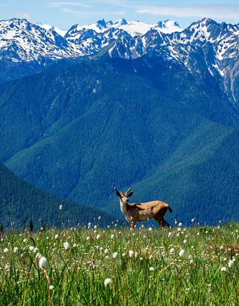 Olympic mountain range by Jim Radford