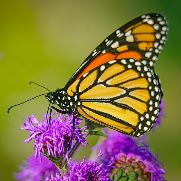 Monarch with closed wings  by Jim Radford