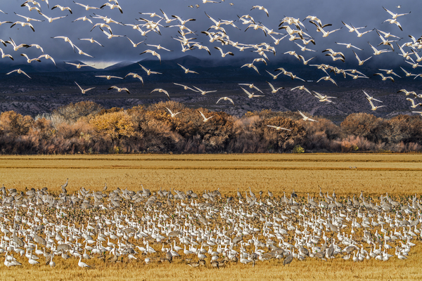 Migration of the birds by Jim Radford