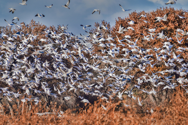 Liftoff of snowbirds by Jim Radford