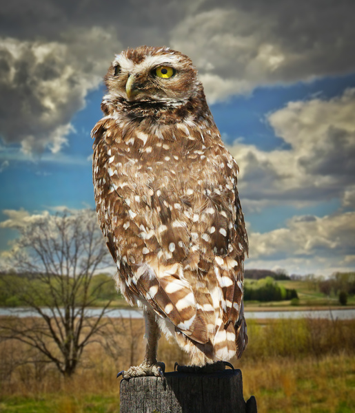 Pygmy Owl by Jim Radford