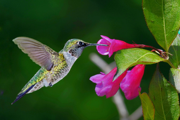 Hummer on flower Téléchargement Numérique