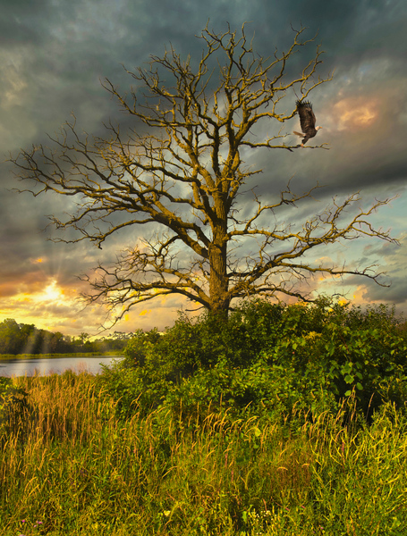 The eagle has landed by Jim Radford