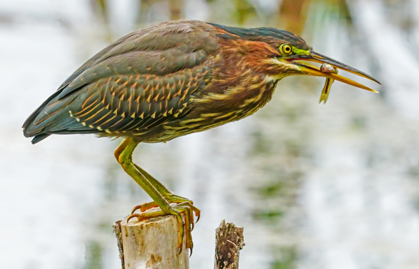 Green heron feeding by Jim Radford