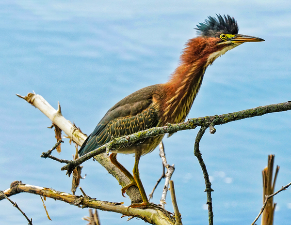 Green heron bristling by Jim Radford