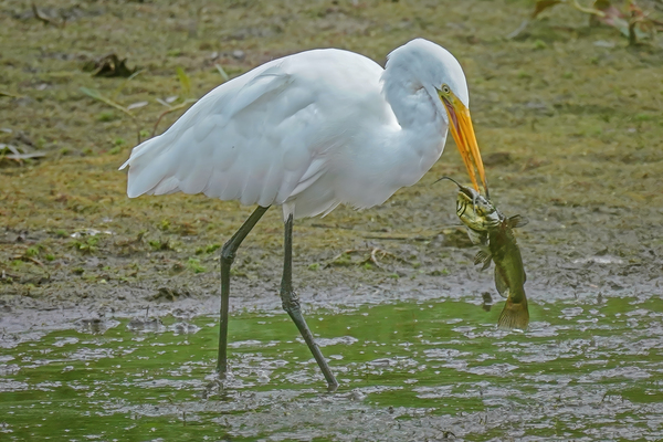 Catfish dinner for egret by Jim Radford