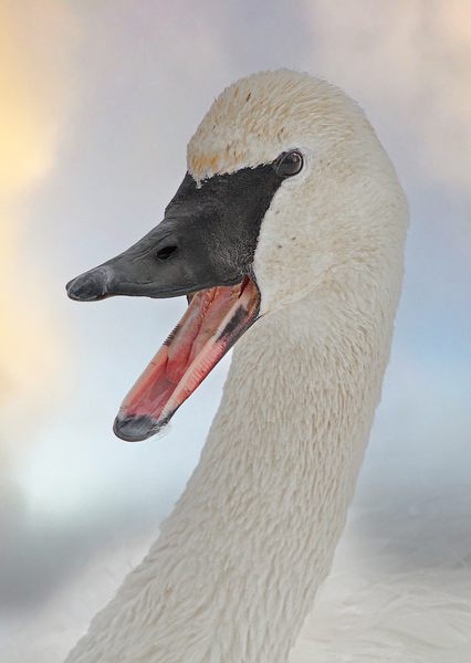 Trumpeting swan by Jim Radford