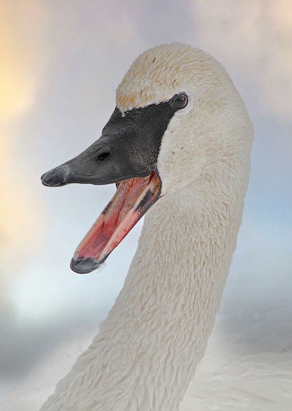 Trumpeting swan Téléchargement Numérique