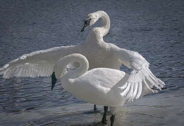 Comforting swan by Jim Radford