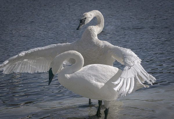 Comforting swan Téléchargement Numérique