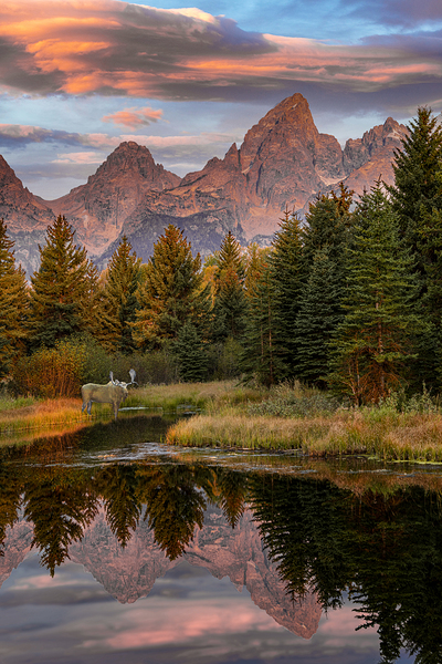 Moose in the Morning by Jim Radford