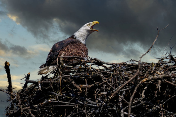 Eagle on nest by Jim Radford