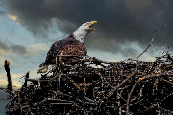 Eagle on nest Téléchargement Numérique