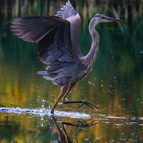 Blue heron by Jim Radford