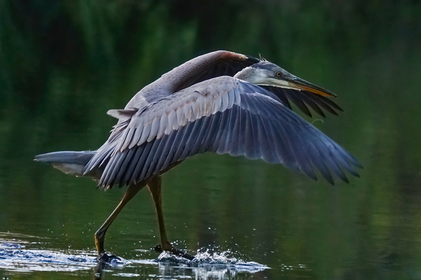 Blue heron landing by Jim Radford
