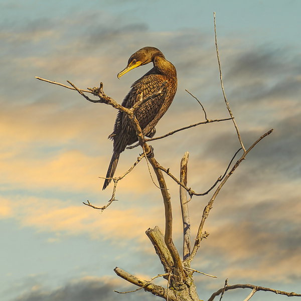 Cormorant at Dusk by Jim Radford