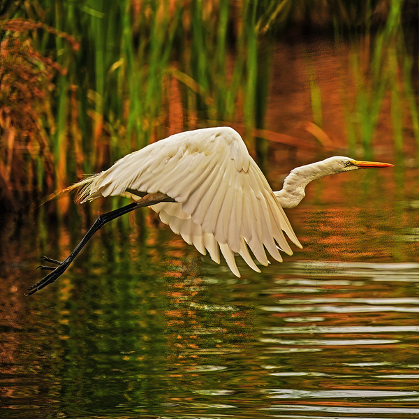 Egret in Flight  Print