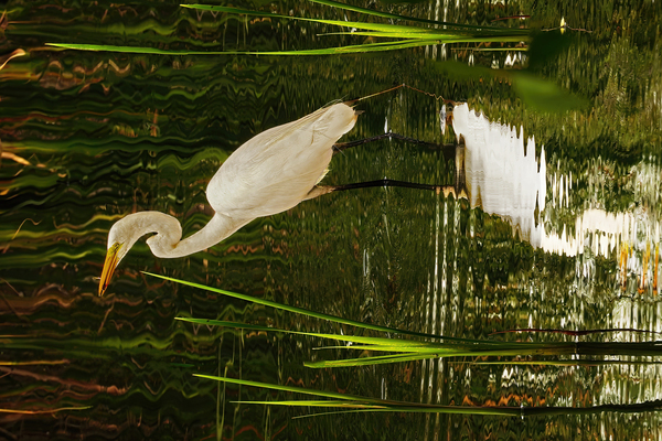 Feeding egret by Jim Radford