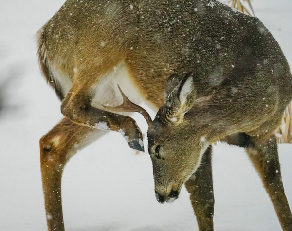 White tail scratching by Jim Radford