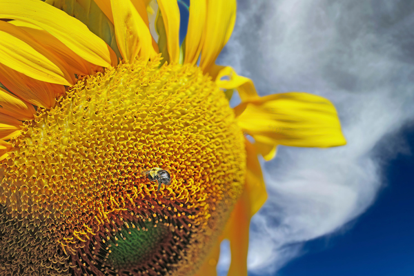 Bee on sunflower Téléchargement Numérique