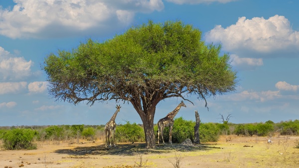 Giraffes under umbrella by Jim Radford