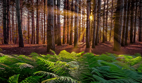 Morning light in the pines by Jim Radford
