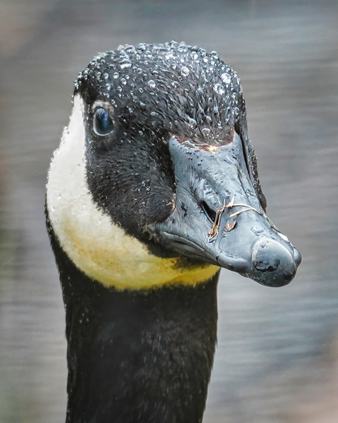 No sweat  by Jim Radford