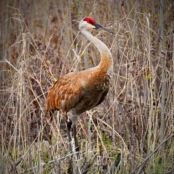 Sandhill Foraging by Jim Radford